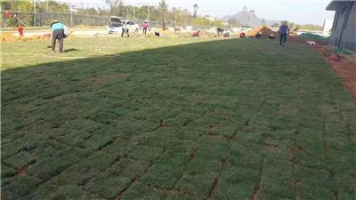 道路綠化工程施工全攻略 優選產品與高效施工指南