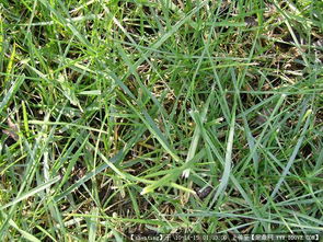 園林綠化工程從設(shè)計(jì)到施工 圖紙、植物與節(jié)點(diǎn)的完整指南